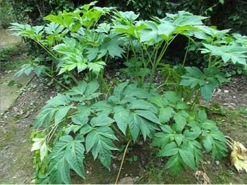 com > 藁本   藁本为伞形科植物藁本或辽藁本的干燥根茎和根.