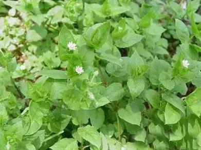 又名拉拉藤,粘粘草,茜草科猪殃殃属一年生或越年生杂草.