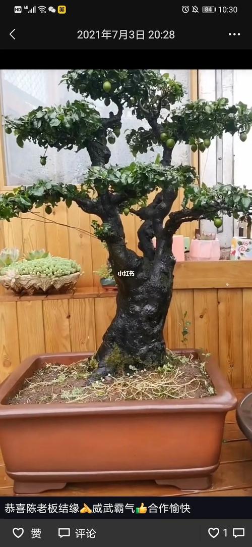 金弹子盆景_盆景_艺术_盆景艺术_家居家装_家居装饰