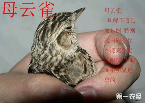 云雀鸟公母辨别图片对比云雀雏鸟怎么分公母
