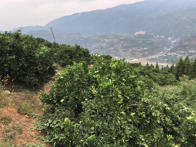 重庆奉节县"脐橙产业 电商"助力精准脱贫