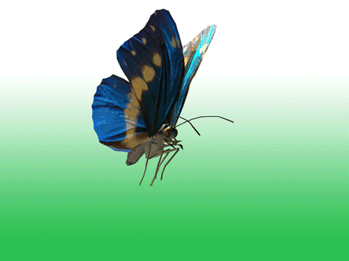 出茧蝴蝶征沧海.水阔凭鱼霞渐矮,岁月千思载.