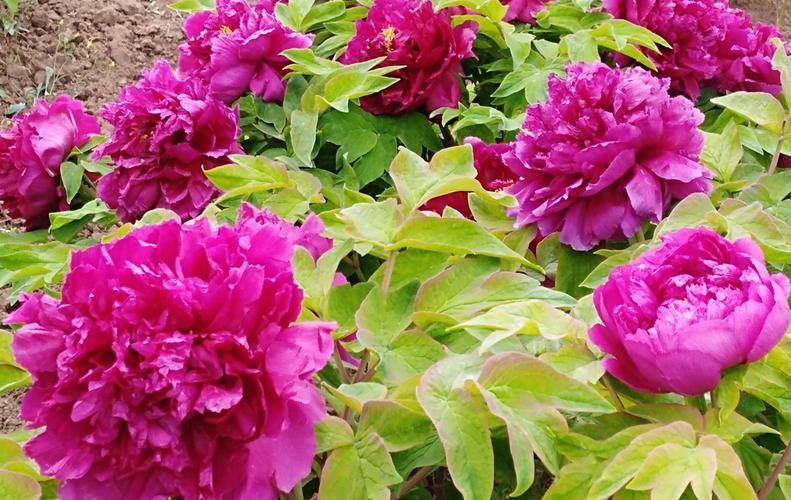 菏泽牡丹节莱州月季园