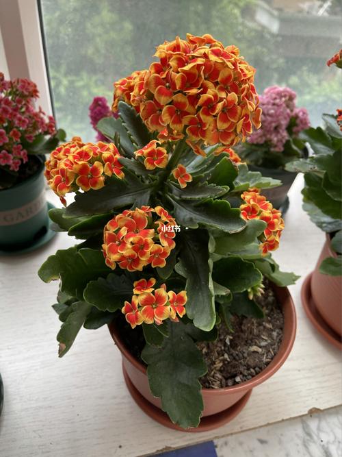 单瓣长寿花大集合_长寿花_家居家装_家居装饰