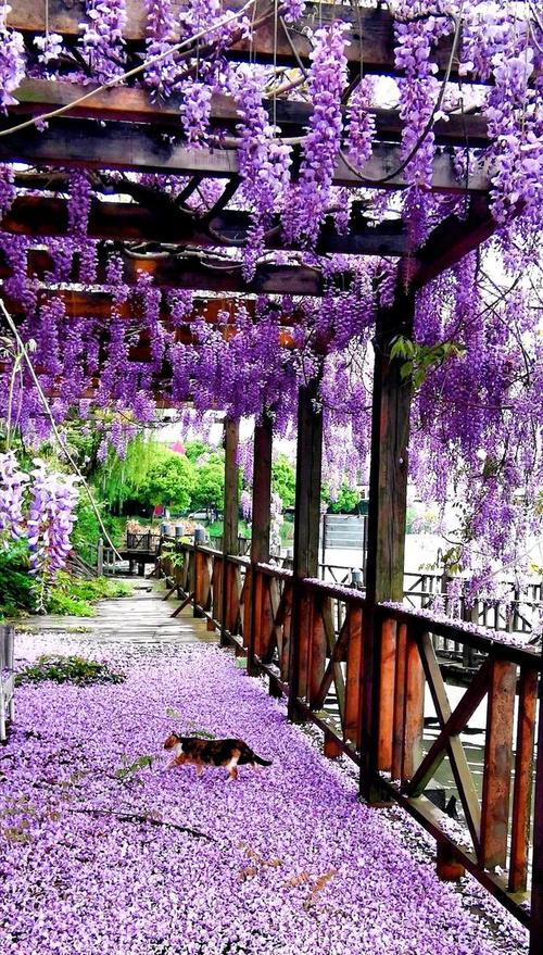 和心爱的人必去的地方,周庄景区外紫葛花架 周庄景外景苇子