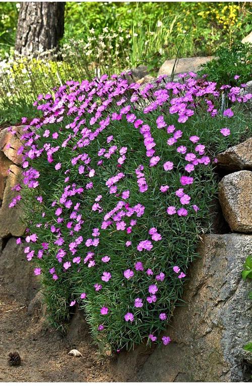 多年生四季开花北方室外越冬花卉庭院花毯地被花卉