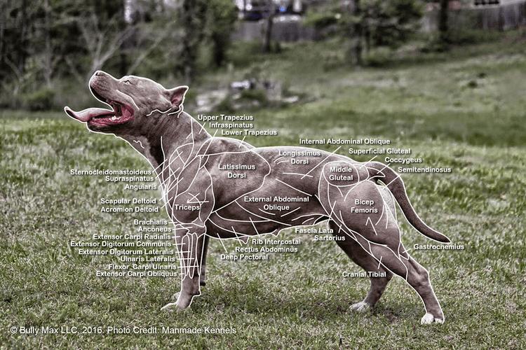 人造魔鬼,地狱比特犬