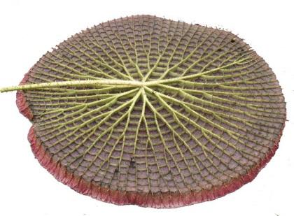 植物仿生学实例介绍.docx