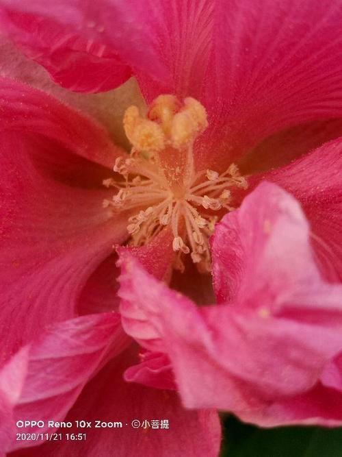 有人拿来做药,还有人当野菜吃|木芙蓉|芙蓉花|花语|木莲_网易订阅