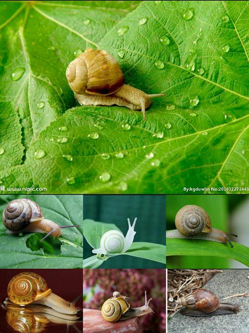 叶子上的蜗牛
