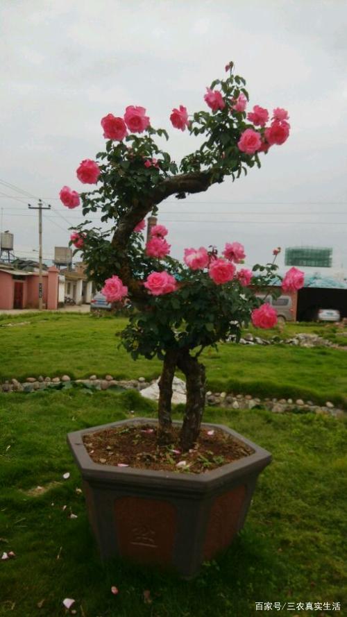 比起直杆而言,山木香老桩真的太少了,挖一百根山木香直杆或许能遇到