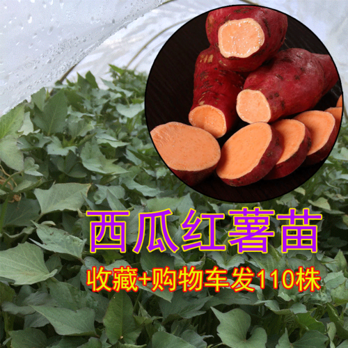 西瓜红六鳌红薯苗地瓜红心蜜秧超甜普薯32番薯种植种子100棵包邮