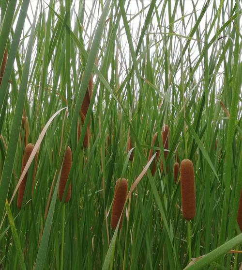 这是什么植物不知道,结着一个个的小棒槌.