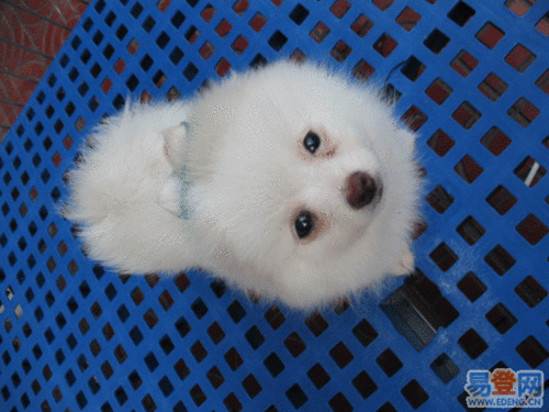 宠物 宠物狗 小型犬 银狐犬 韶关银狐犬 武江区银狐犬
