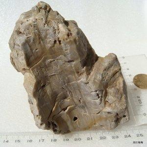水冲木化石原石