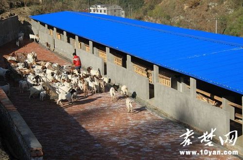 标准化羊圈展示