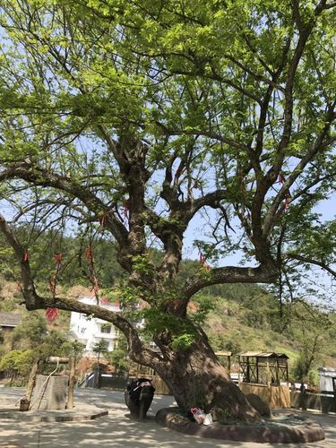 天姿美业——龙井一日游