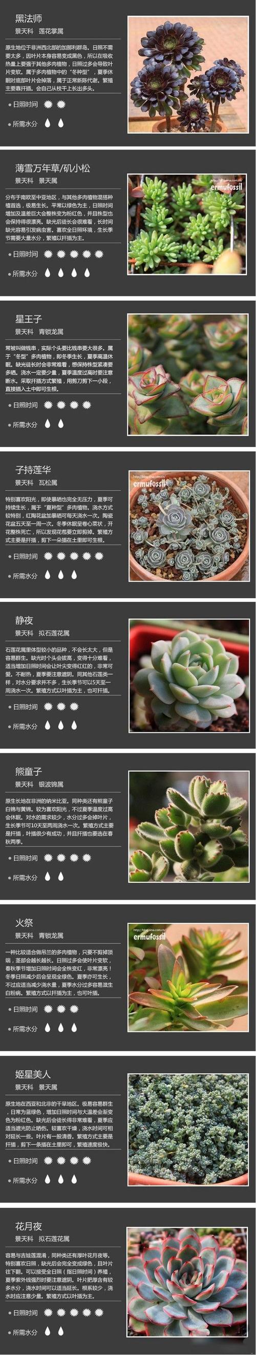 多肉植物图鉴