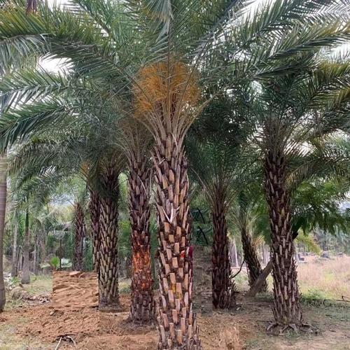 中东海枣树批发 福建银海枣树的价格