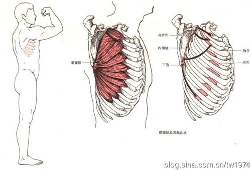 前锯肌的介绍