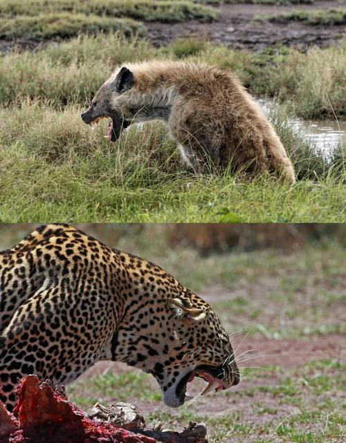 走路都不稳的鬣狗,咬合力却远超狮子老虎,难怪花豹看到它就跑