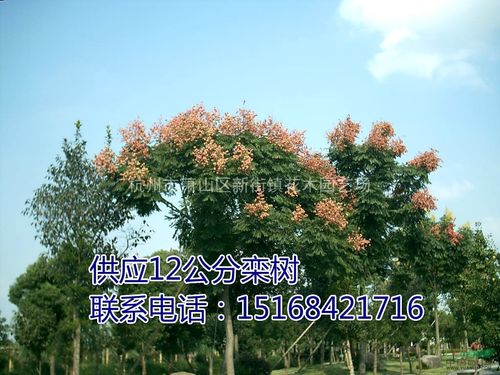 浙江地区供应12公分栾树图片