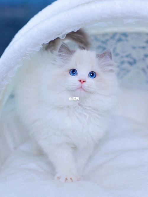 蓝双布偶弟弟,波斯系,完美爆毛小绵羊_吸猫_宠物_猫
