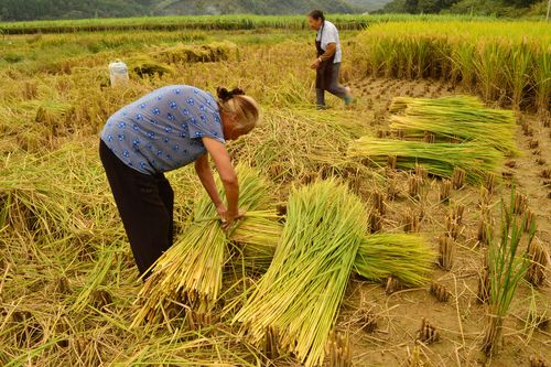 水稻稻田稻子丰收,金黄稻谷秋天田野,农作物田园风光秋收图片