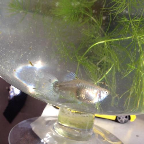 有没有专业人士看看我的孔雀鱼到底是怀孕没怀孕