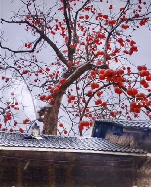 记忆中的山村红柿子树