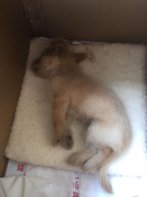 一个月大的小狗得了细小要不行了 已经是躺着动不了的状况了 昂立一号