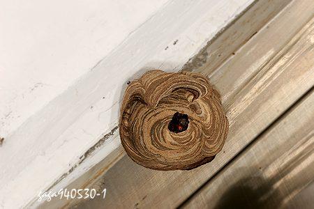 展开全部 (某种)虎头蜂的巢