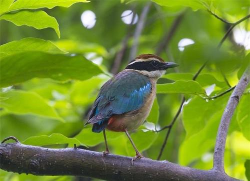 近日,有摄影爱好者在青岛中山公园偶遇珍稀高颜值"小