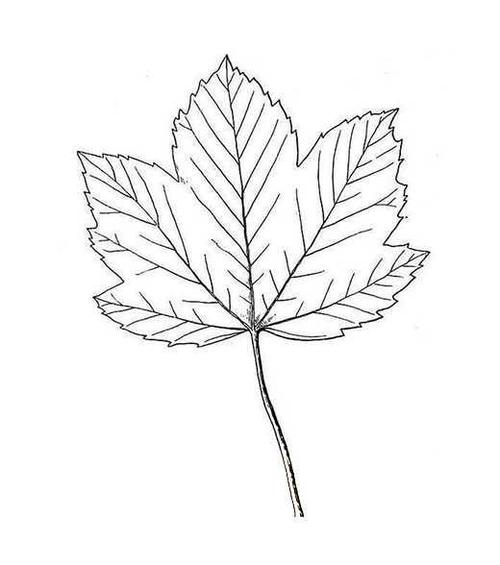 手绘儿童枫叶简笔画图片大全素描
