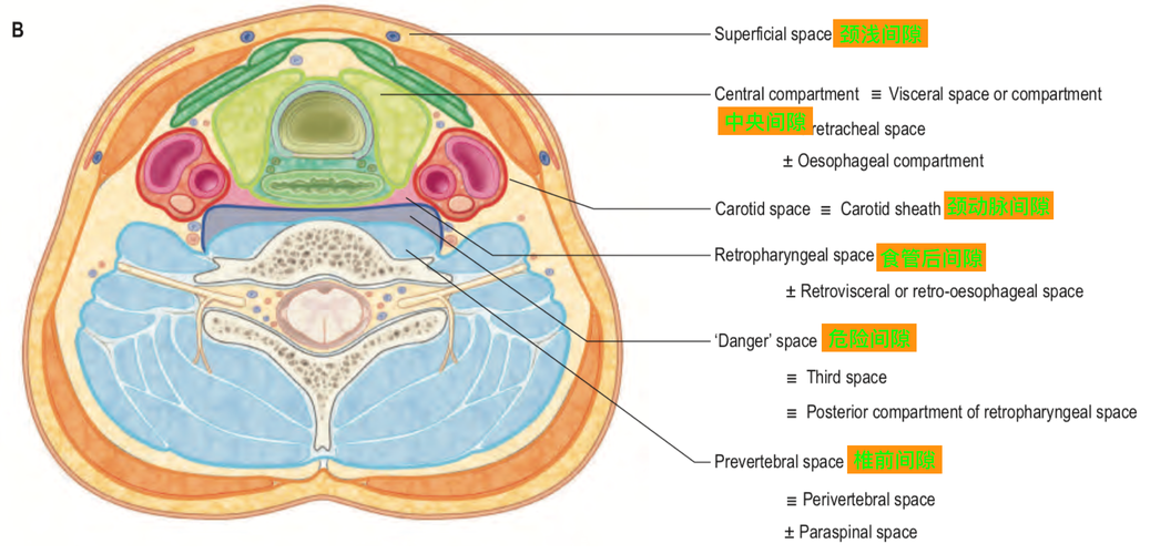 脑血管解剖学习笔记第29期颈动脉鞘