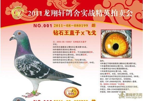 巴彦远航鸽舍