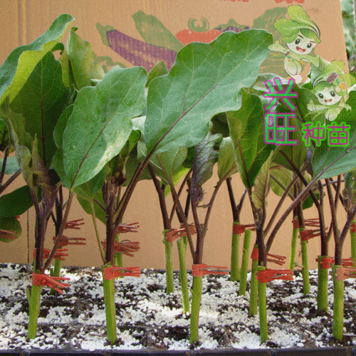 改良托鲁巴姆圆茄长茄嫁接根好高抗丙增产 茄子嫁接砧木种子