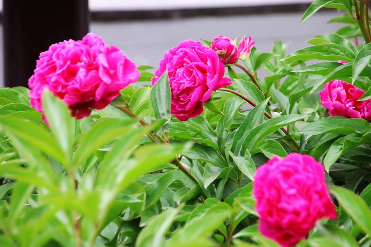 芍药～扬州市花