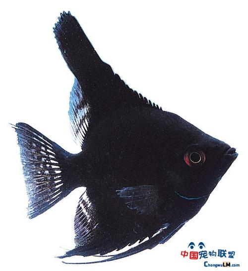 n种热带观赏鱼的相貌繁殖方法介绍一