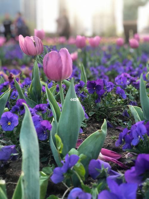 驻马店开源公园的郁金香93开啦 原相机拍摄90_相机_郁金香_出行