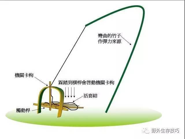 弯弓的竹竿(也可就地用长着的灌木,树枝之类)的长度要把野鸡吊起,让