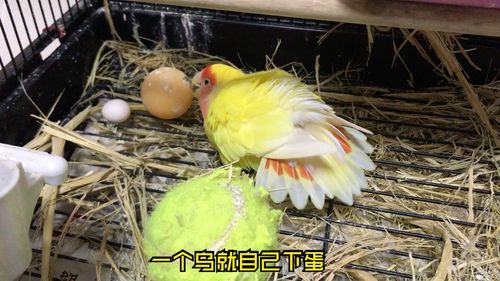 牡丹鹦鹉嘟嘟小鹦鹉的生蛋前一刻