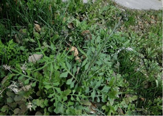 泥胡菜 > 正文  作为野菜的泥胡菜有多种多样的食用方法,比如炝泥胡菜