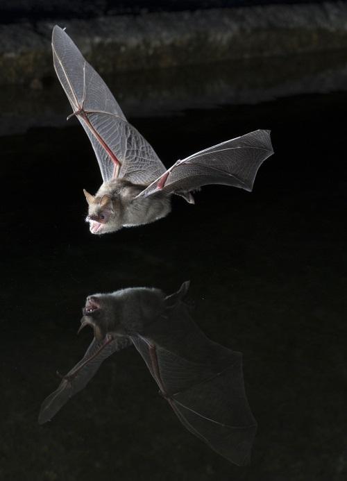 食虫蝙蝠(鼠耳蝠) sherri and brock fenton摄影.jpg
