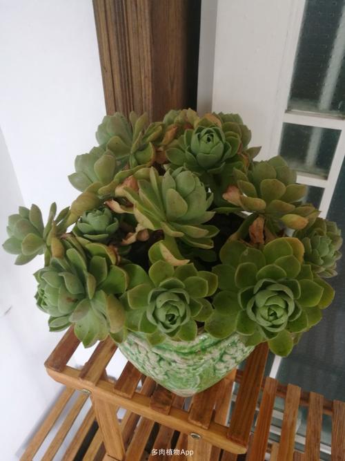 我家部分度夏前的莲花掌属多肉