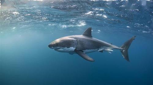 鲨鱼患上皮肤病 专家称可能与海水升温有关