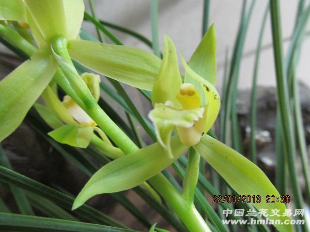 蕙兰素心《带花》