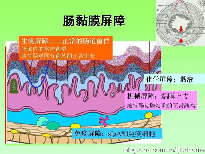 谭华主任讲什么是肠粘膜屏障