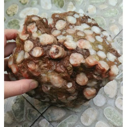 宁强珊瑚玉石化石白飘红管状珊瑚奇石摆件原生态原石