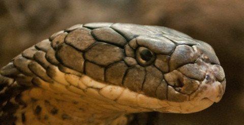 原创身怀黄金液体的眼镜蛇王毒液不是最毒但是一定致命